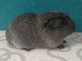Amanda