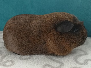 Ariadna