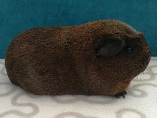 Chantal