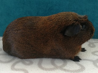 Darcy