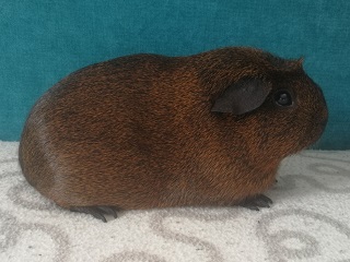 Julie