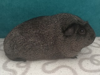 Lunia