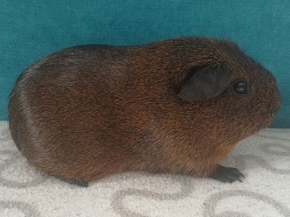 Rafaela