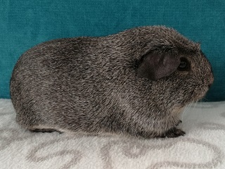 Ynka